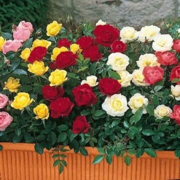 Imágenes para rendir homenaje a persona finada, estas pueden variar en su contenido.