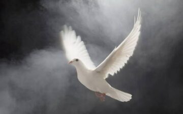 Imágenes para rendir homenaje a persona finada, estas pueden variar en su contenido.