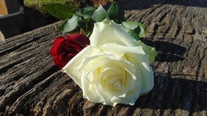 Imágenes para rendir homenaje a persona finada, estas pueden variar en su contenido.