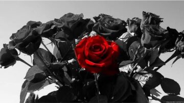 Imágenes para rendir homenaje a persona finada, estas pueden variar en su contenido.