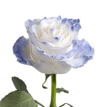 Imágenes para rendir homenaje a persona finada, estas pueden variar en su contenido.