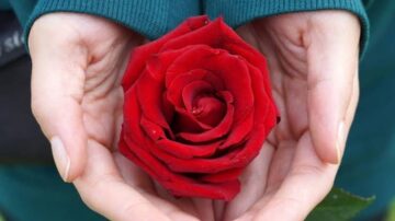 Imágenes para rendir homenaje a persona finada, estas pueden variar en su contenido.